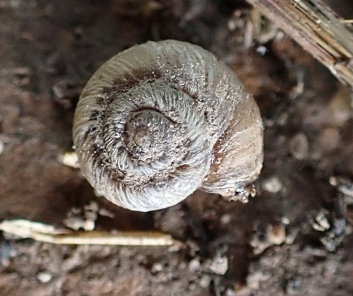 Xerotricha apicina
