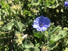 Jacquemontia abutiloides