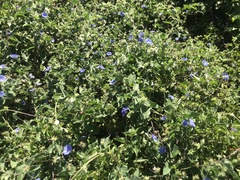 Jacquemontia abutiloides