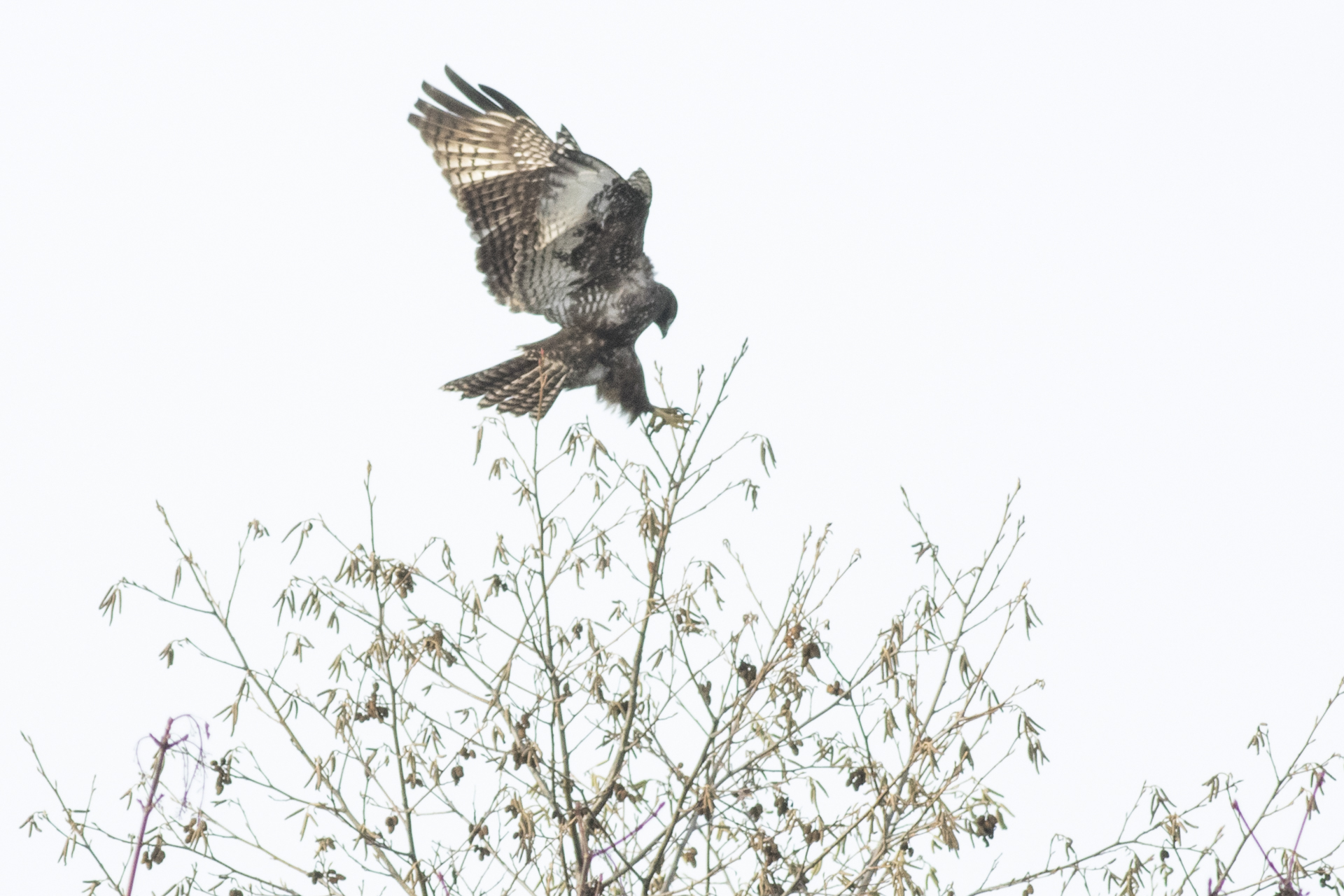 Red-tailed Hawk