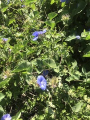 Jacquemontia abutiloides