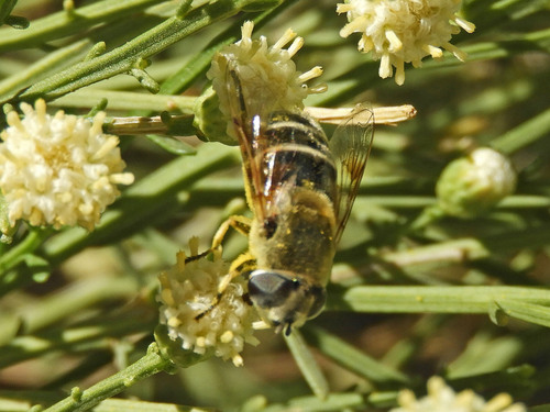 Unknown species found near Rainbow Valley, Maricopa Co., Arizona