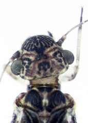 Philotarsopsis guttatus