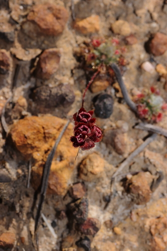 Drosera platystigma (Drosera platystigma)