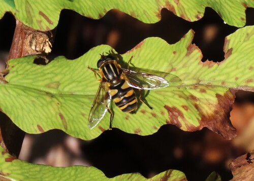 Unknown species found near Sweets Knoll State Park, 1387 Somerset Ave, Dighton, MA 02715, USA