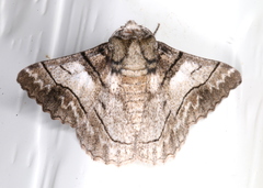 Hypobapta diffundens