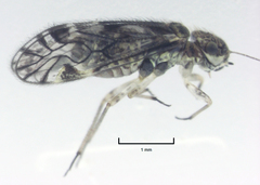 Philotarsopsis guttatus