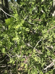 Bursera littoralis