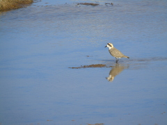 Charadrius alticola