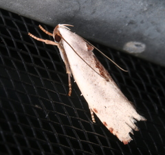 Tymbophora peltastis