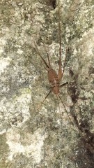 Dolichopoda