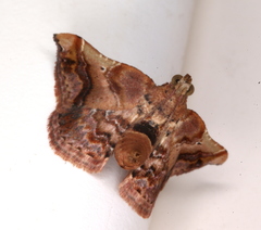 Scenedra decoratalis