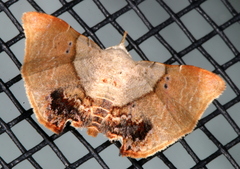 Esthlodora versicolor