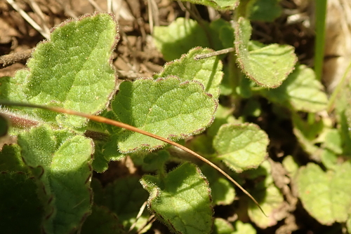 Image of Jamesbrittenia breviflora by no rights reserved