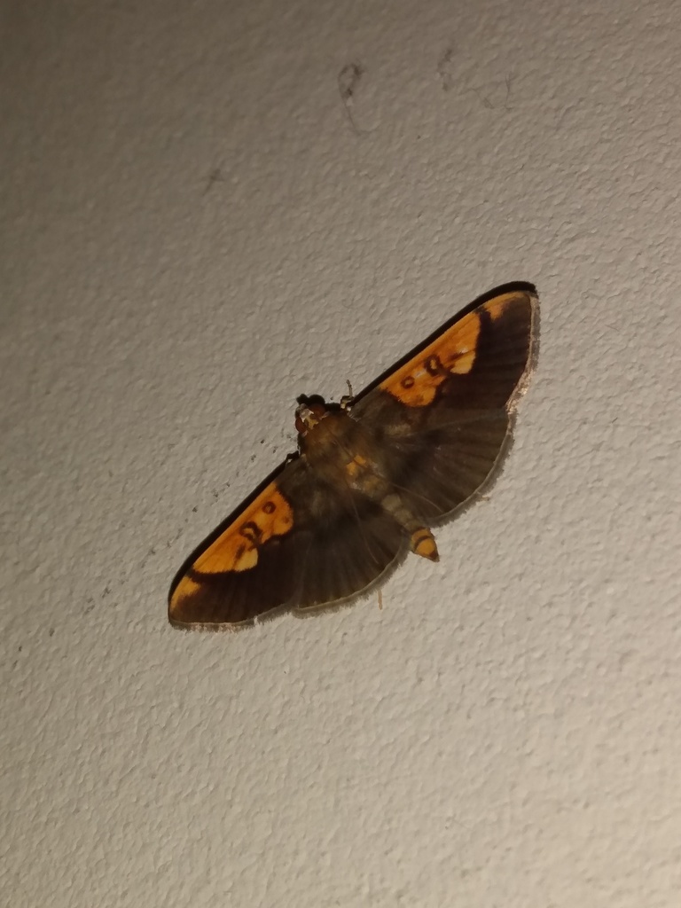 Syllepte philetalis