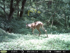 Odocoileus virginianus sinaloae
