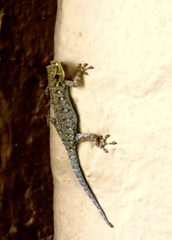 Lygodactylus chobiensis