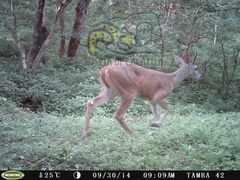 Odocoileus virginianus sinaloae