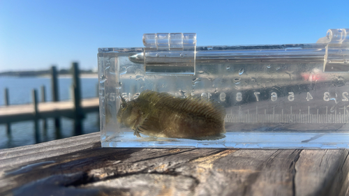 Sproetige slijmvis (Hypsoblennius ionthas) — Blenniidae