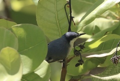 Polioptila plumbea
