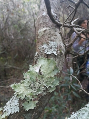 Parmotrema hypoleucinum