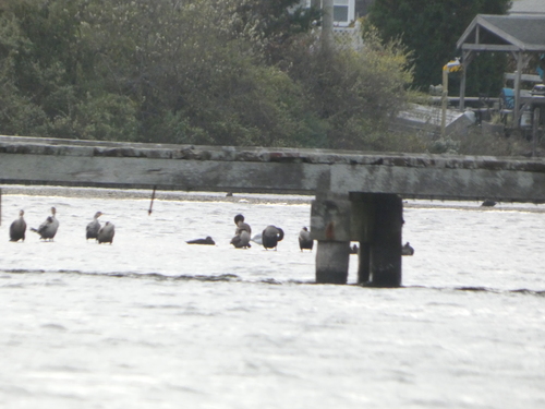 Double-crested Cormorant