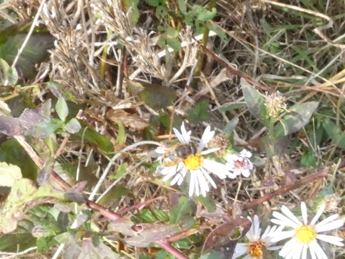 Unknown species found near Waterford, CT, USA