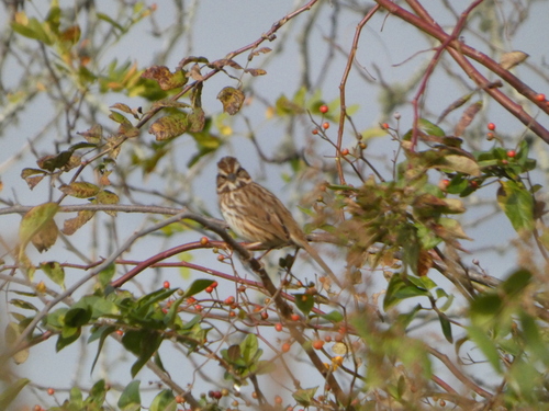 Song Sparrow