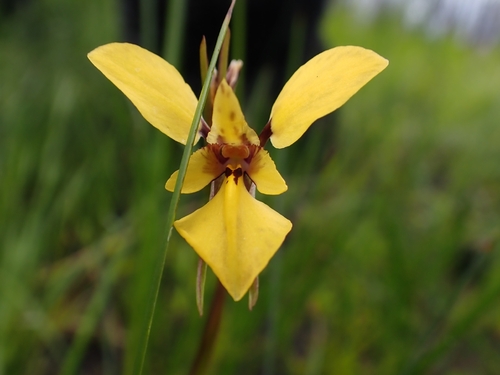 Diuris laevis observed 2025-10-25