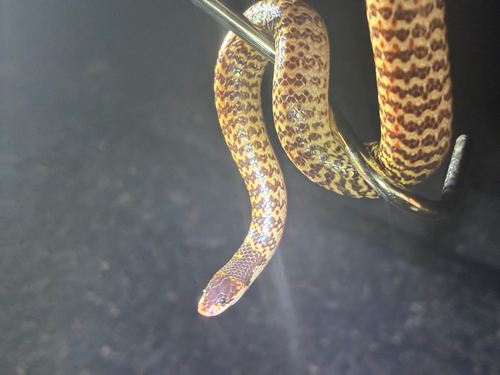 Narrow-banded Shovel-nosed Snake sighting