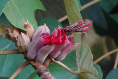 Chiranthodendron pentadactylon
