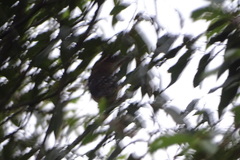Pheucticus melanocephalus
