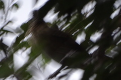 Pheucticus melanocephalus