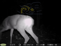 Odocoileus virginianus sinaloae