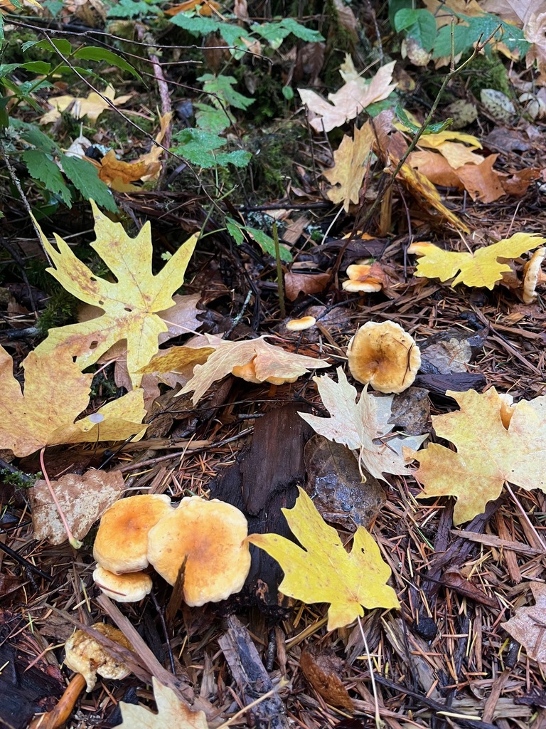 Hygrophoropsis aurantiaca · October 2025 · photo: © enspring (iNaturalist, cc0)
