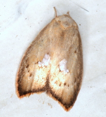 Parocystola