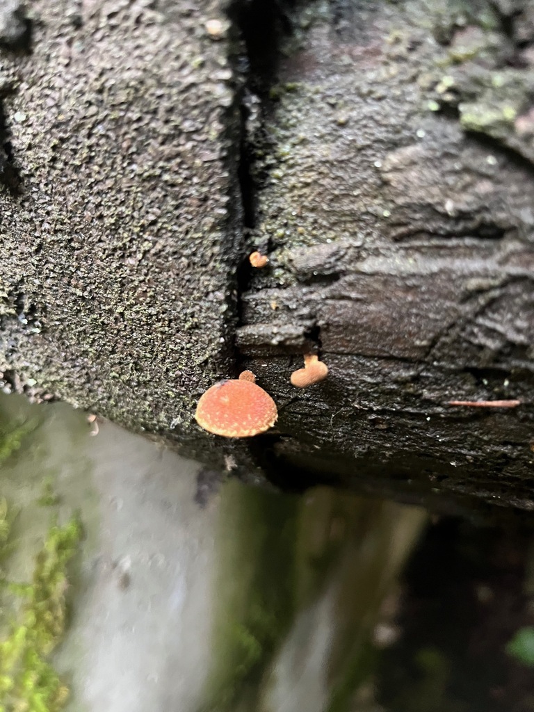 Flammulaster limulatus