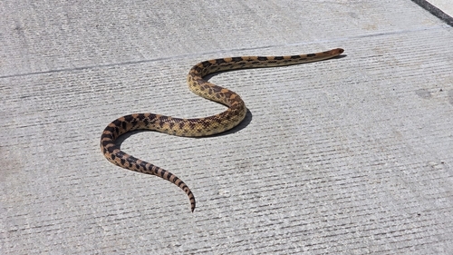 Mexican Bull Snake, Pituophis deppei