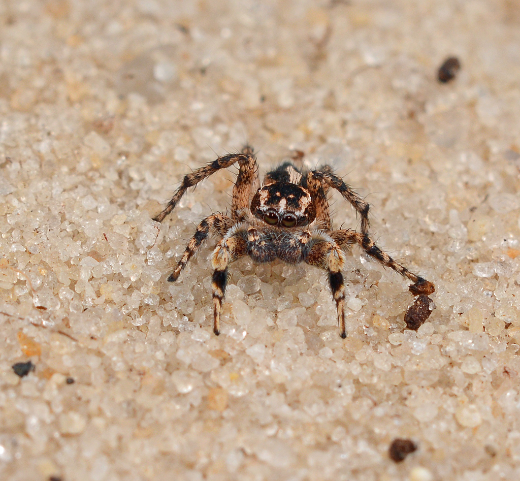 Georgia Paradise Spider