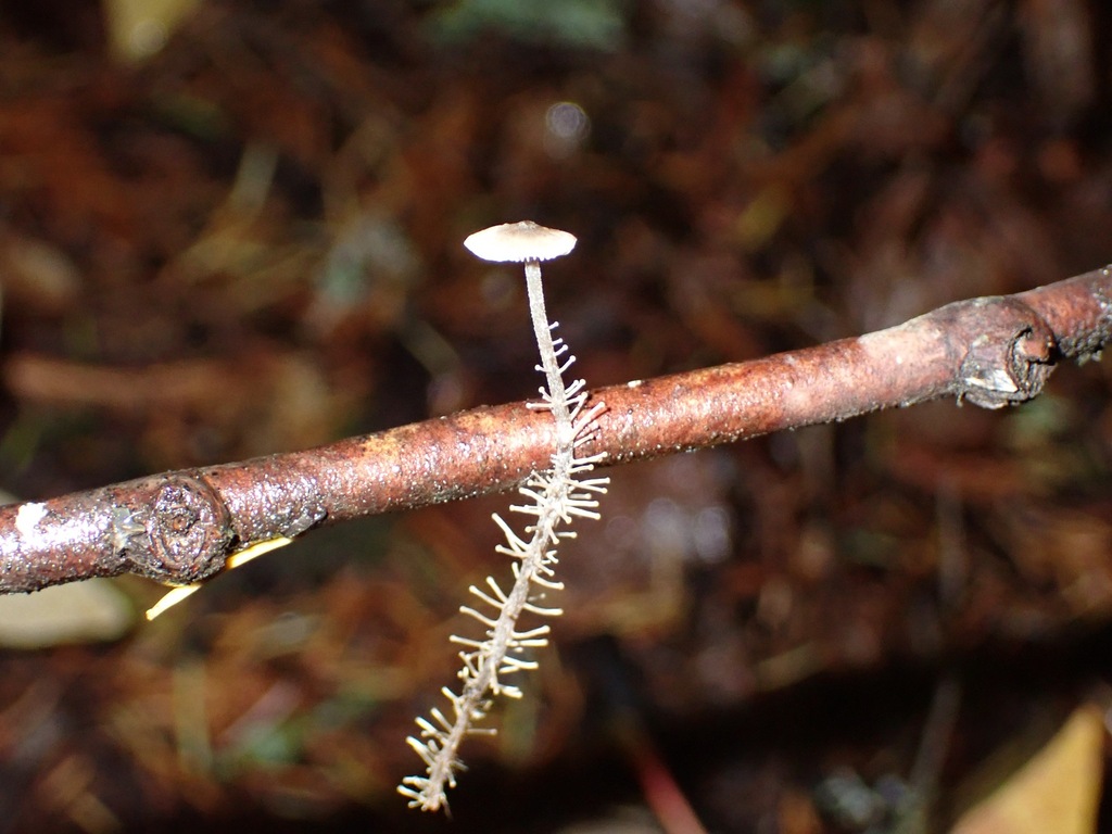 Dendrocollybia racemosa · October 2025 · photo: © enspring (iNaturalist, cc0)