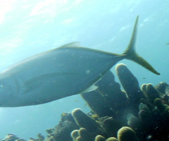 Caranx bartholomaei
