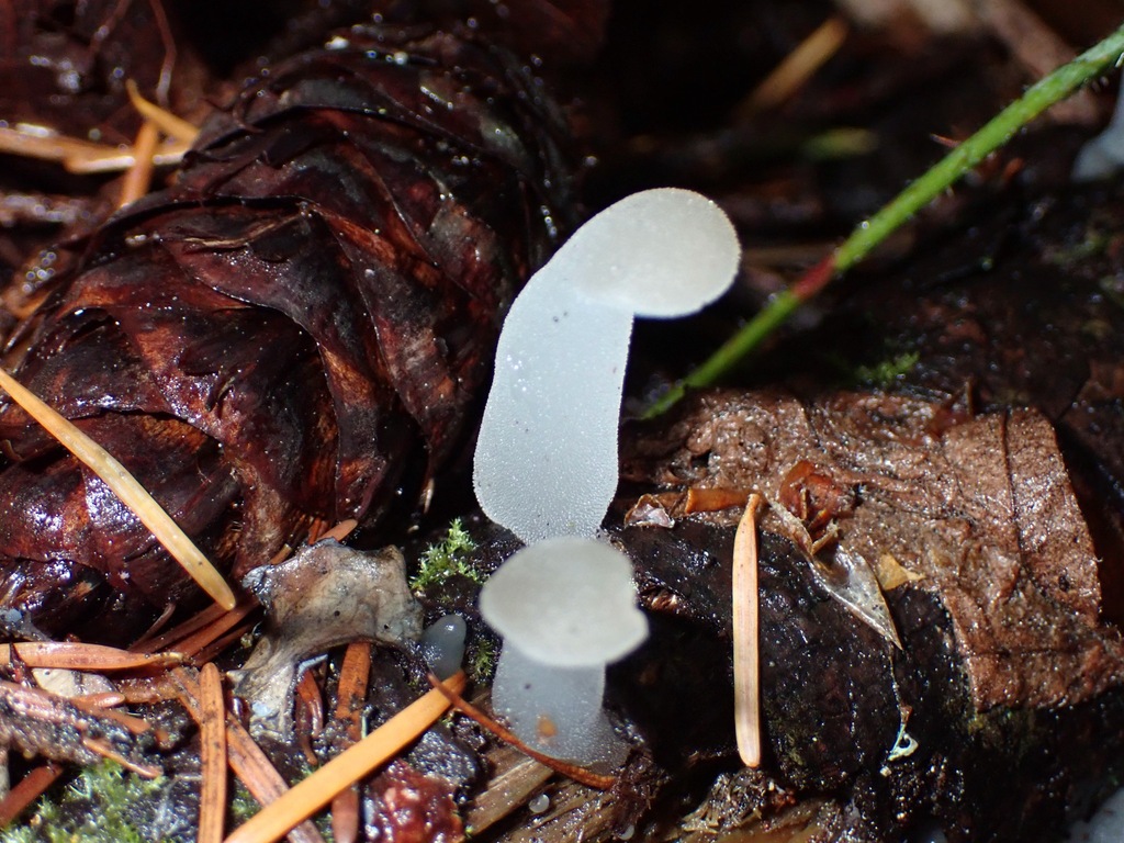Pseudohydnum gelatinosum · October 2025 · photo: © enspring (iNaturalist, cc0)