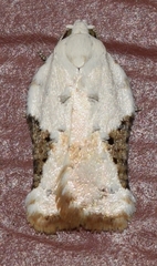 Acleris subnivana