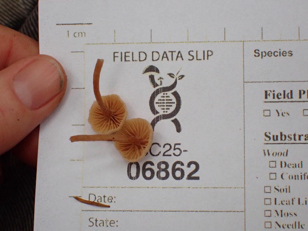 Tubaria sp. 'conspersa-PNW02'