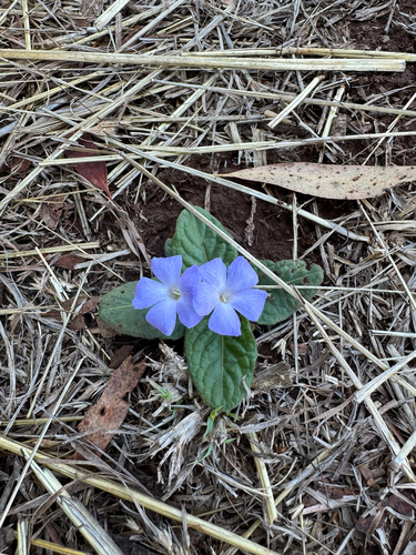 Brunoniella acaulis, 2025-10-29