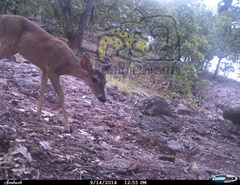 Odocoileus virginianus sinaloae