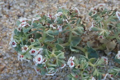 Euphorbia leucophylla
