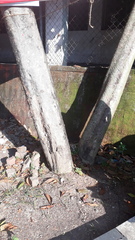 Neolamarckia cadamba