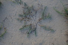 Euphorbia leucophylla