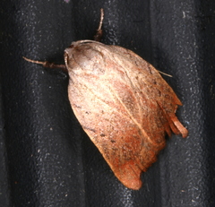 Tortricopsis pyroptis